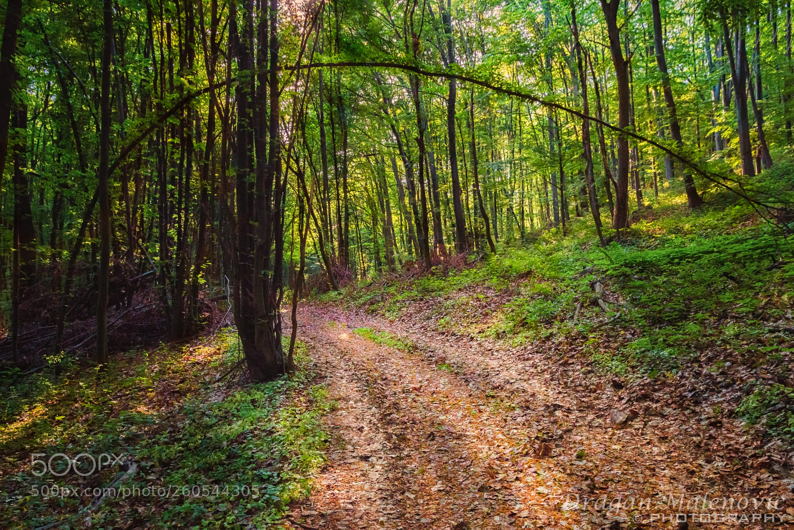 Canon EOS 650D (EOS Rebel T4i / EOS Kiss X6i) sample photo. Beech forest road photography
