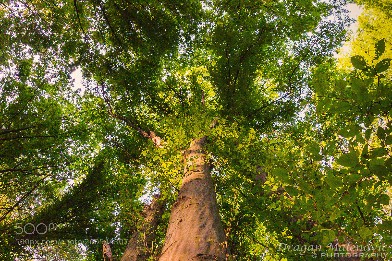 Canon EOS 650D (EOS Rebel T4i / EOS Kiss X6i) sample photo. Beech forest photography