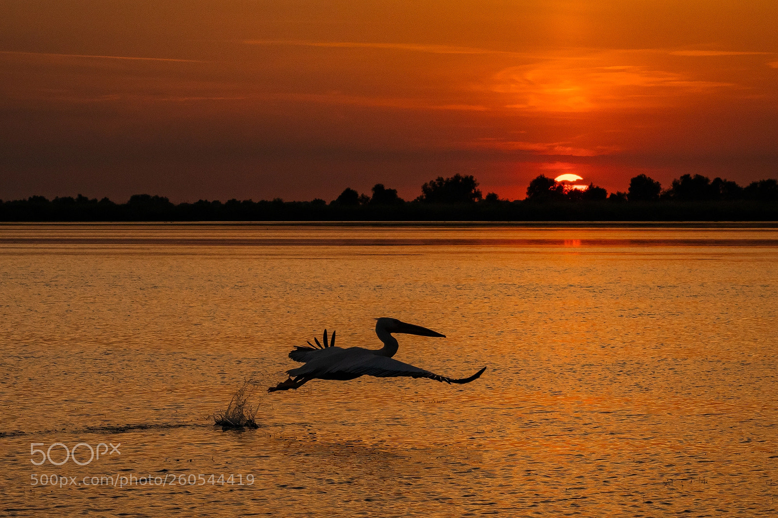 Sony a7R II sample photo. Flying to the sun photography