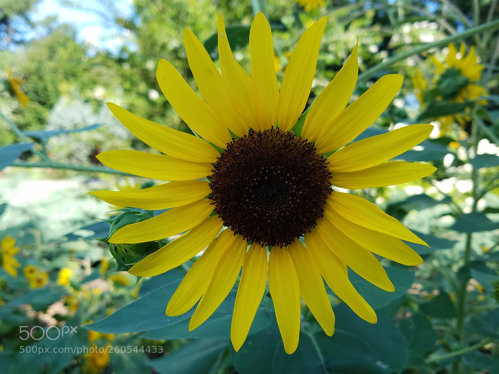 Samsung Galaxy S7 sample photo. Untitled photography