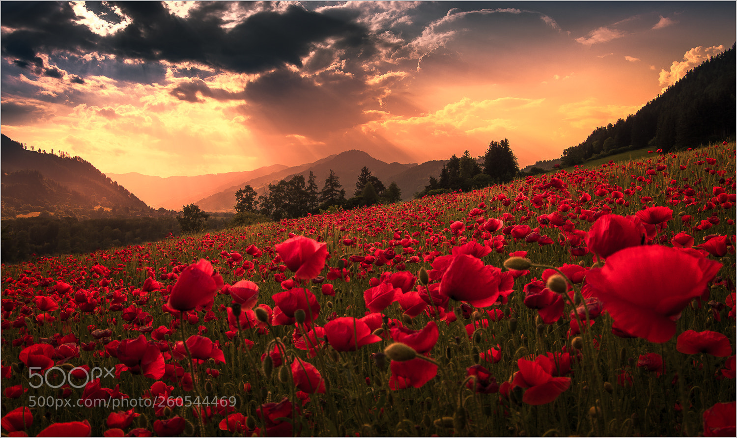 Pentax K-3 sample photo. Mohnfeld photography