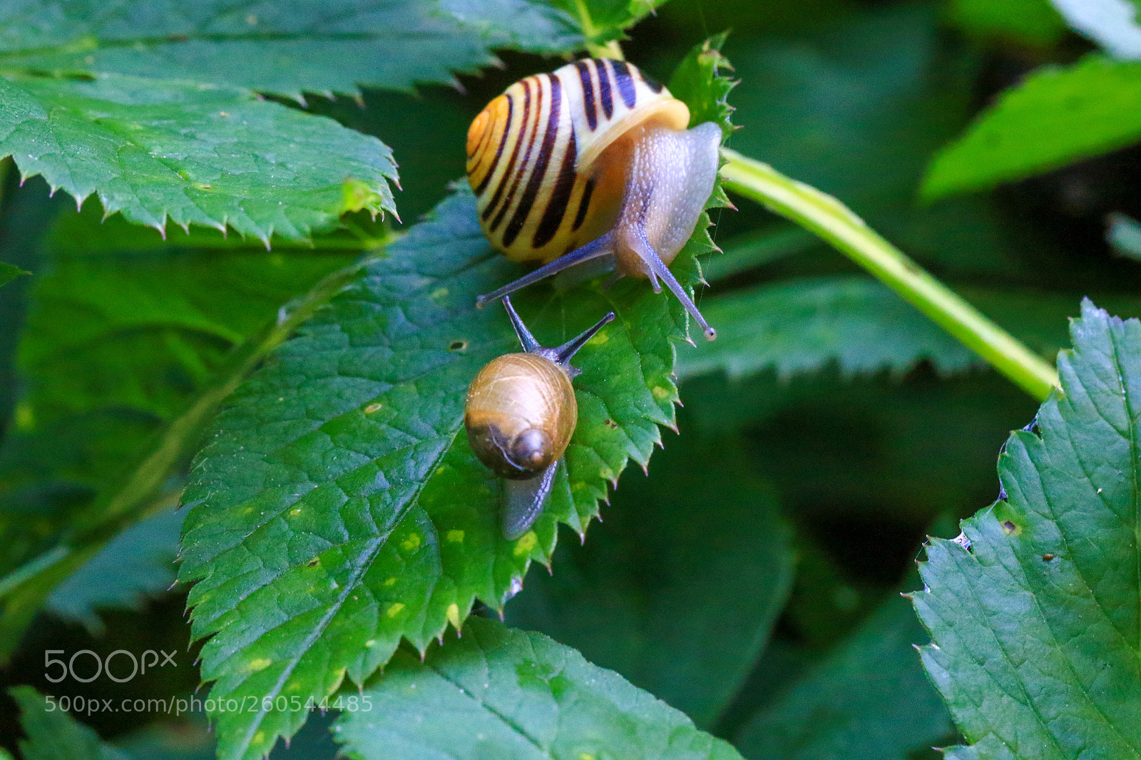 Canon EOS 7D Mark II sample photo. A photography