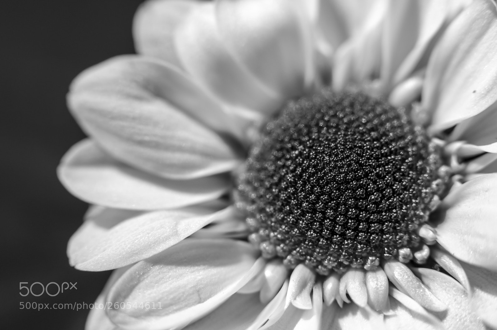 Nikon D3200 sample photo. Petals photography