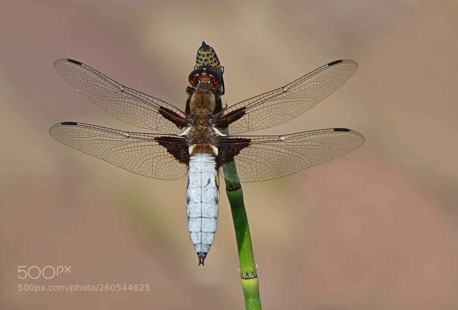 Sony Cyber-shot DSC-RX10 sample photo. Dashing dragonfly photography