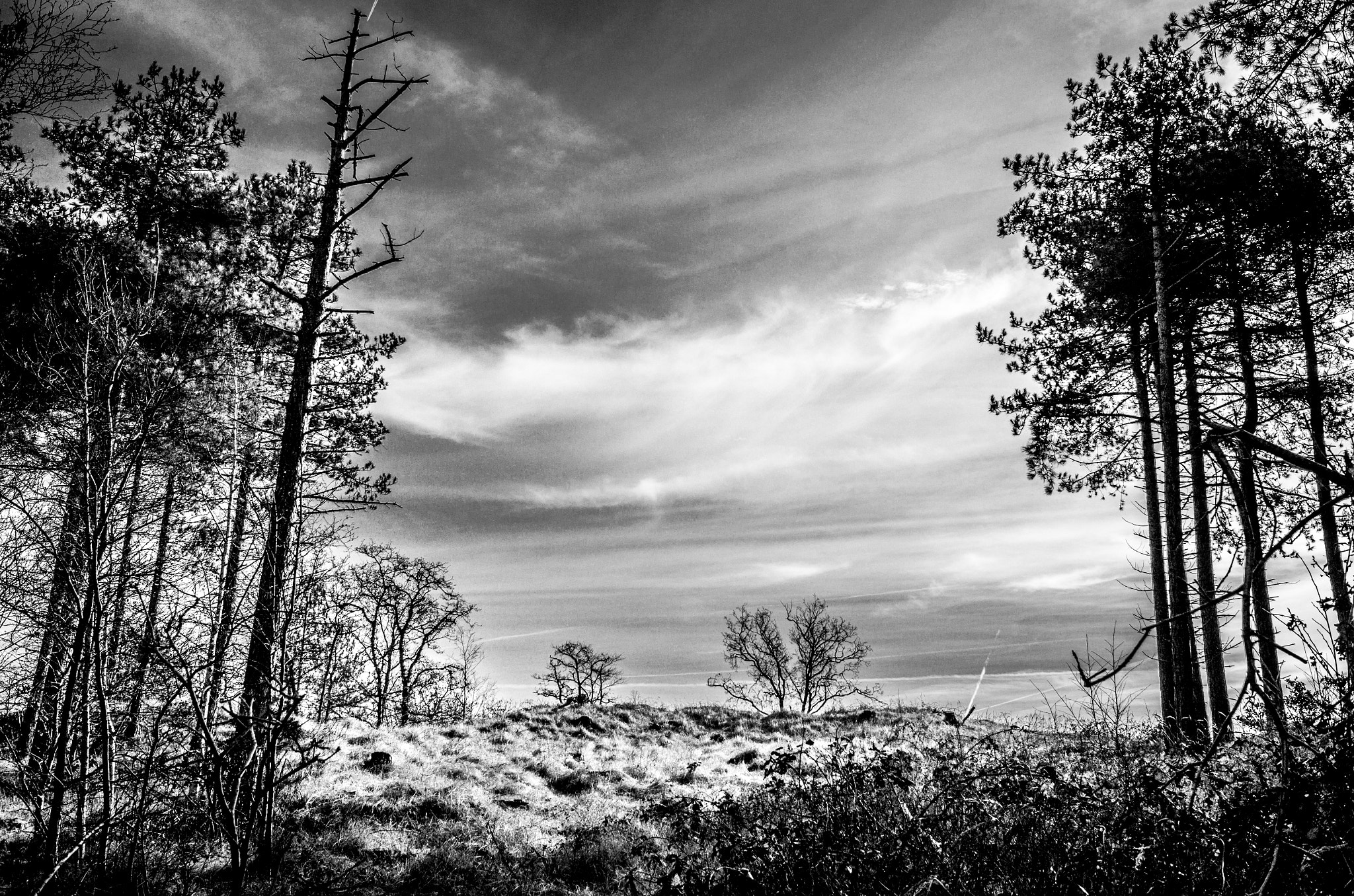 Leica X-E (TYP 102) sample photo. Dutch dune scenery photography
