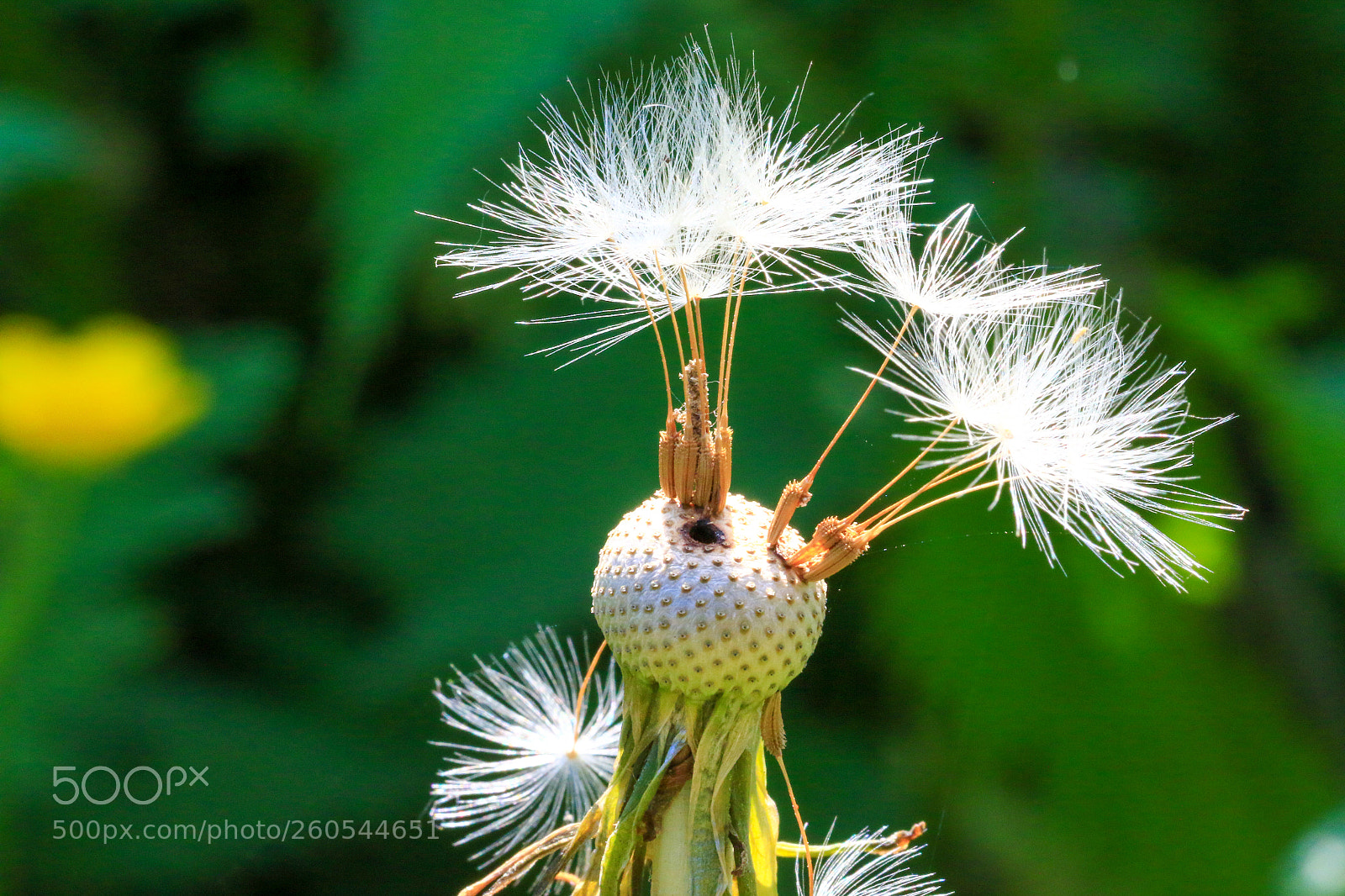 Canon EOS 7D Mark II sample photo. A photography