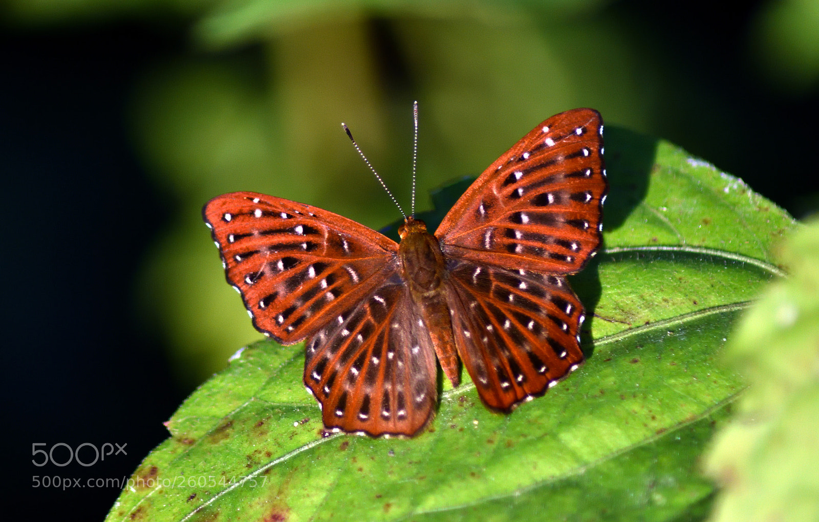 Nikon D7200 sample photo. Zemeros flegyas cramer photography