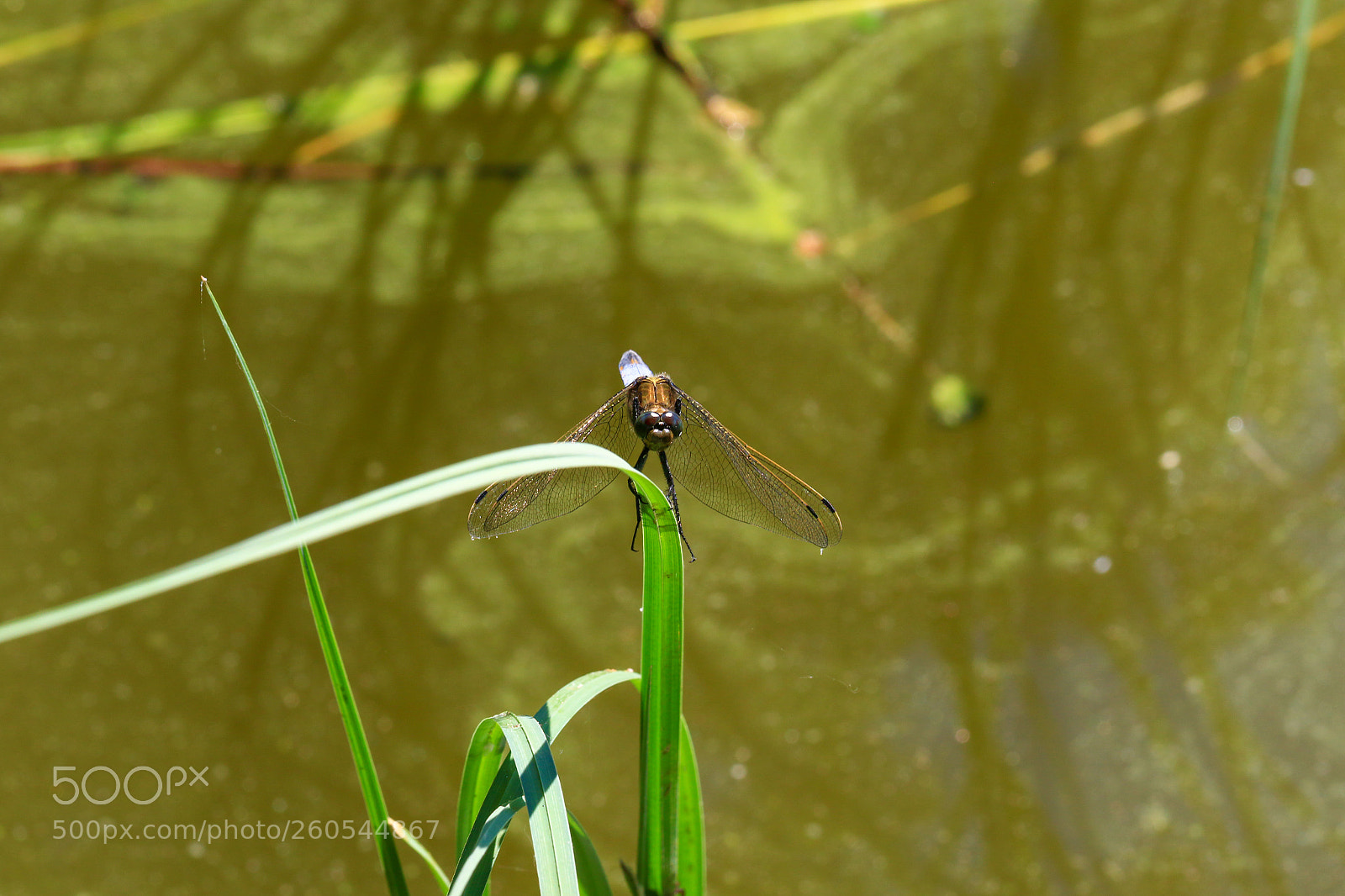Canon EOS 7D Mark II sample photo. A photography