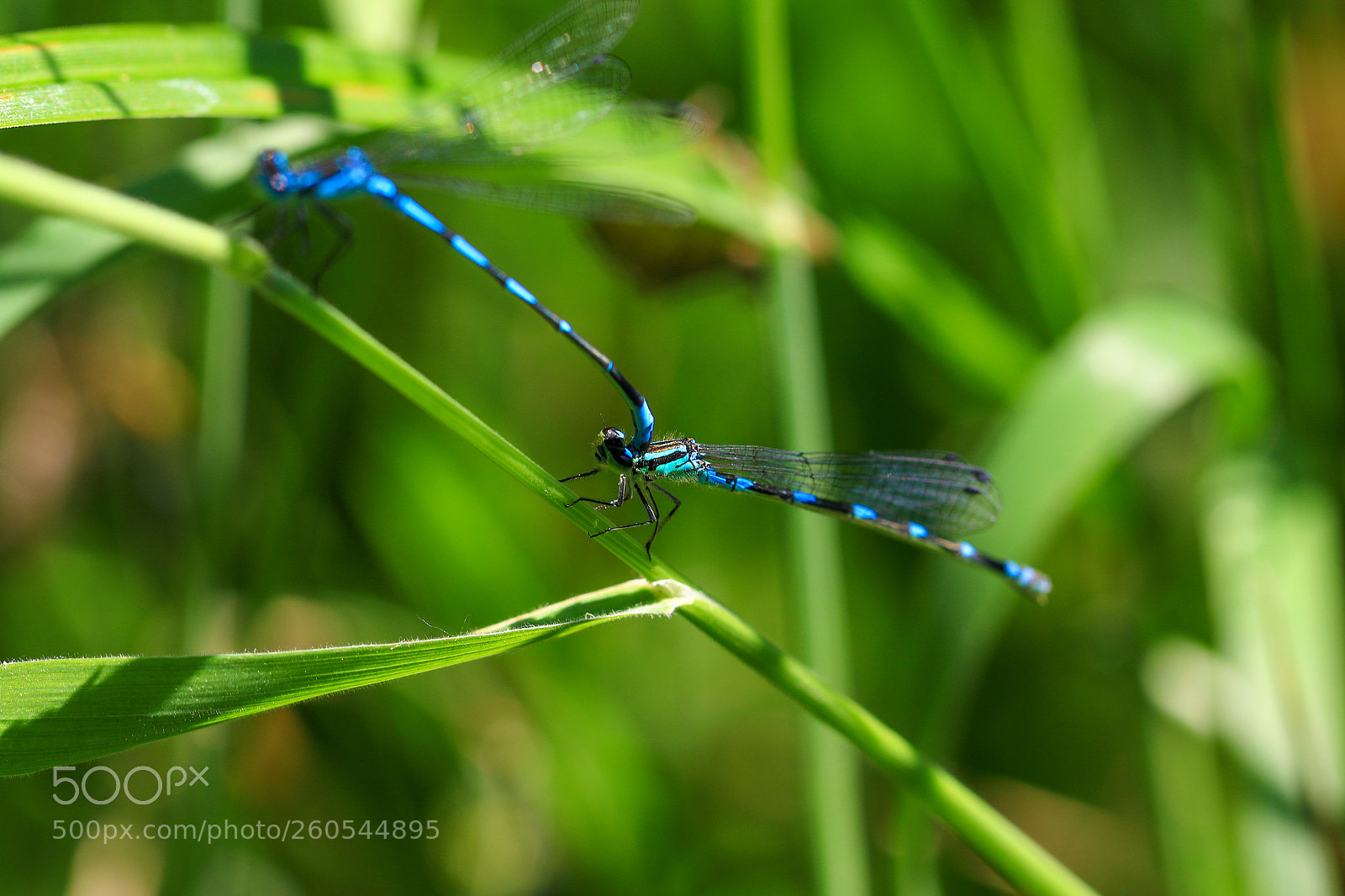 Canon EOS 7D Mark II sample photo. A photography