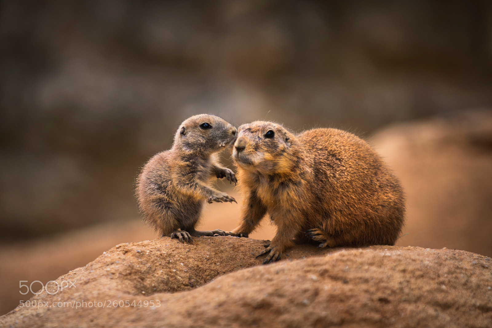 Nikon D7200 sample photo. Prairie dog  photography