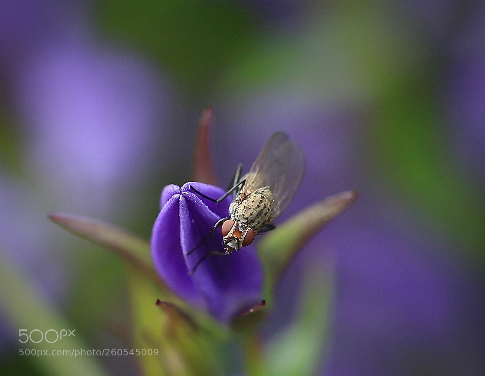 Canon EOS 7D Mark II sample photo. Fly on flower photography