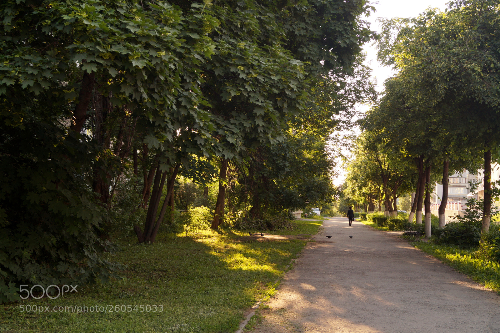 Sony SLT-A58 sample photo. Summer morning alley photography