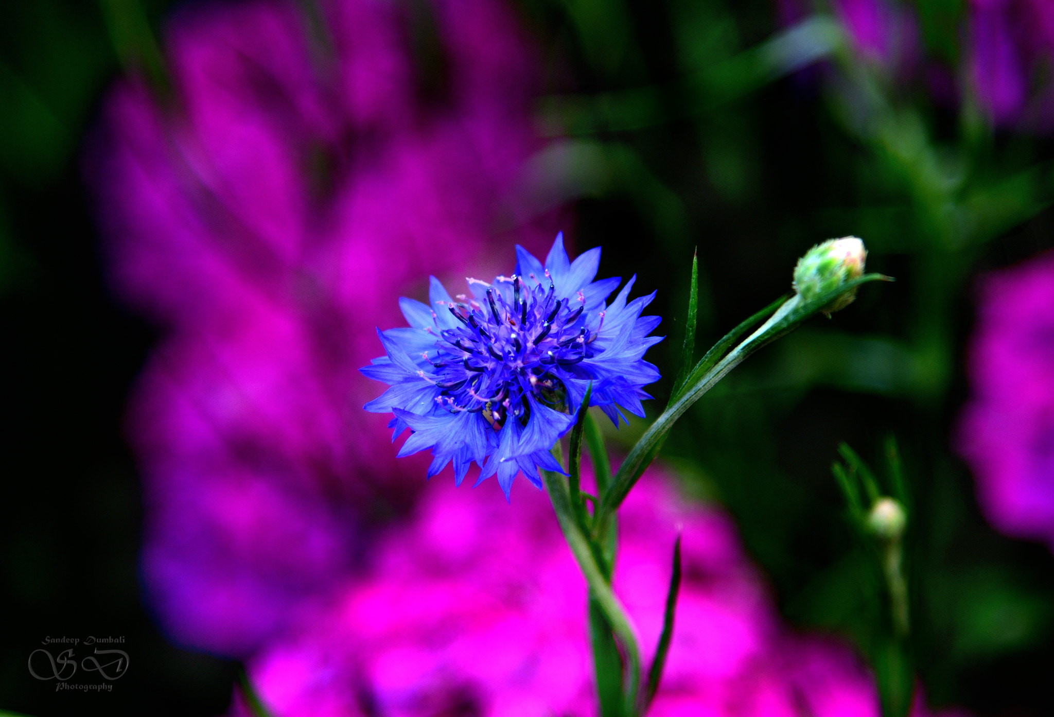 Nikon AF-S Nikkor 24-120mm F4G ED VR sample photo. Celestial flower photography
