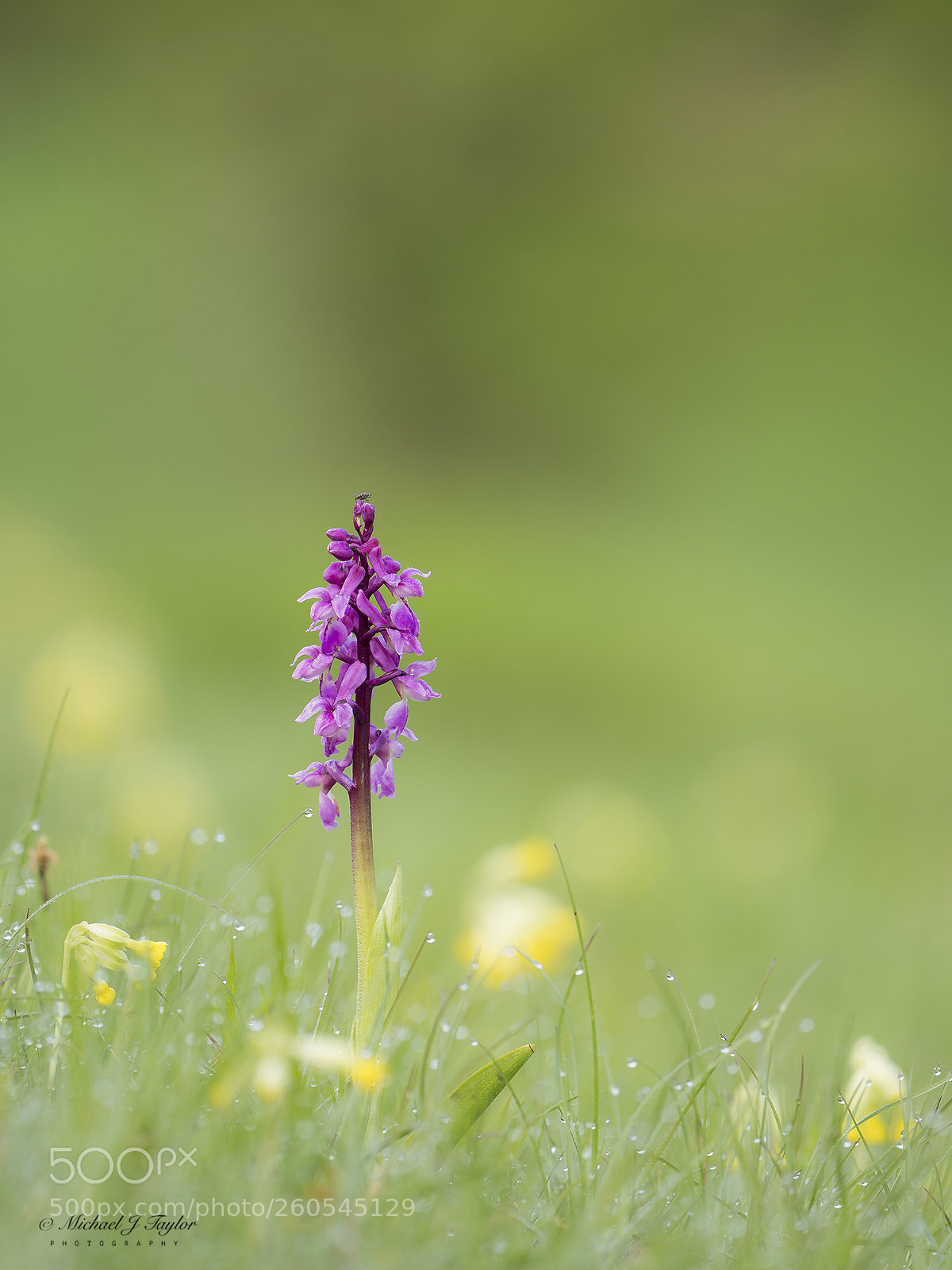 Panasonic Lumix DC-G9 sample photo. Early-purple orchid... photography