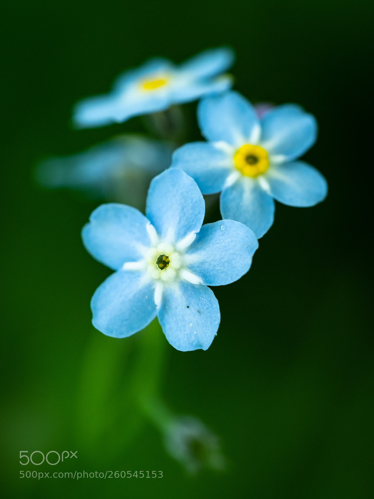 Olympus OM-D E-M1 Mark II sample photo. Myosotis scorpioides photography