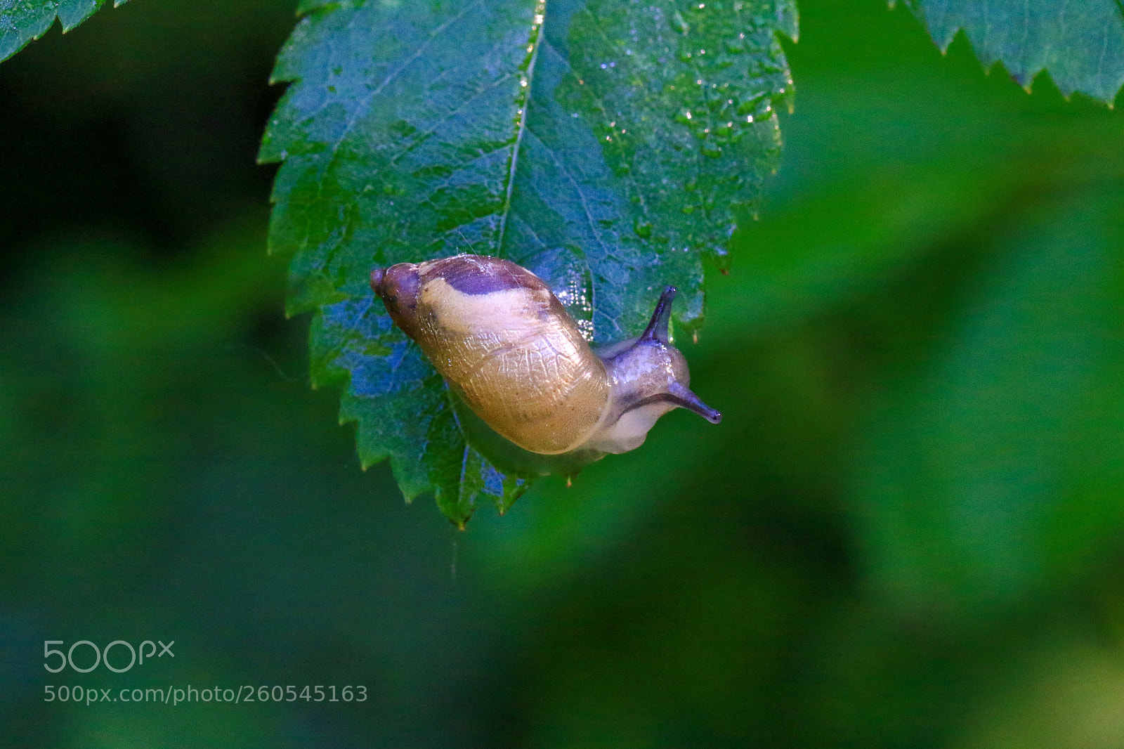 Canon EOS 7D Mark II sample photo. A photography