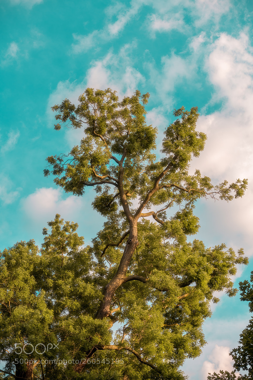 Nikon D850 sample photo. The sky is the photography