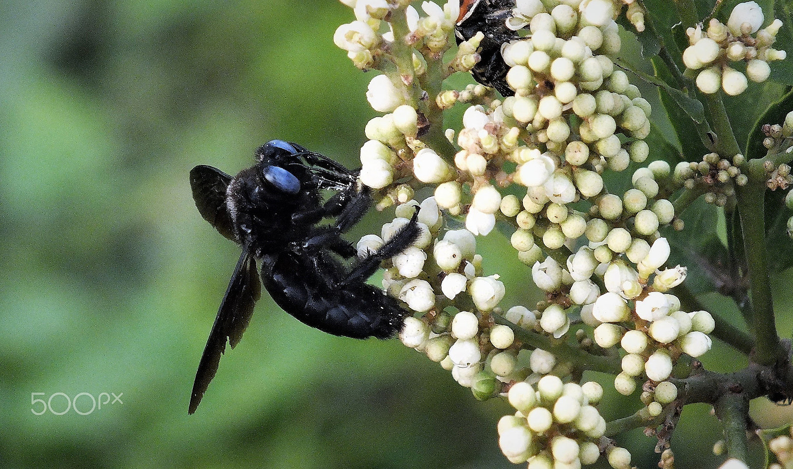 Fujifilm FinePix HS28EXR sample photo. Xylocopa valga photography