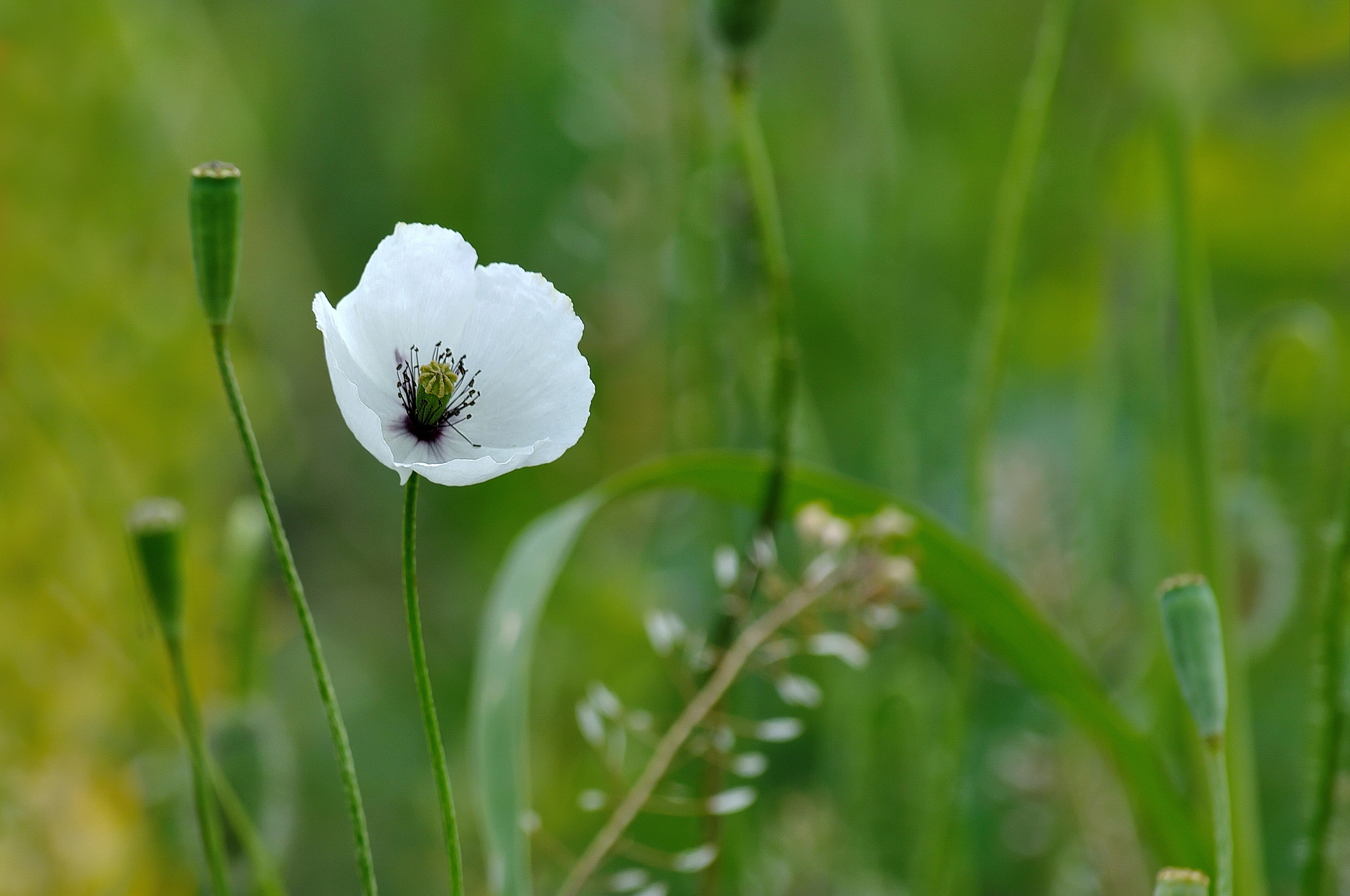 Nikon D5000 sample photo. White photography