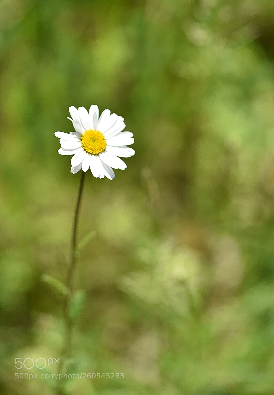 Nikon D750 sample photo. I'm coming... photography