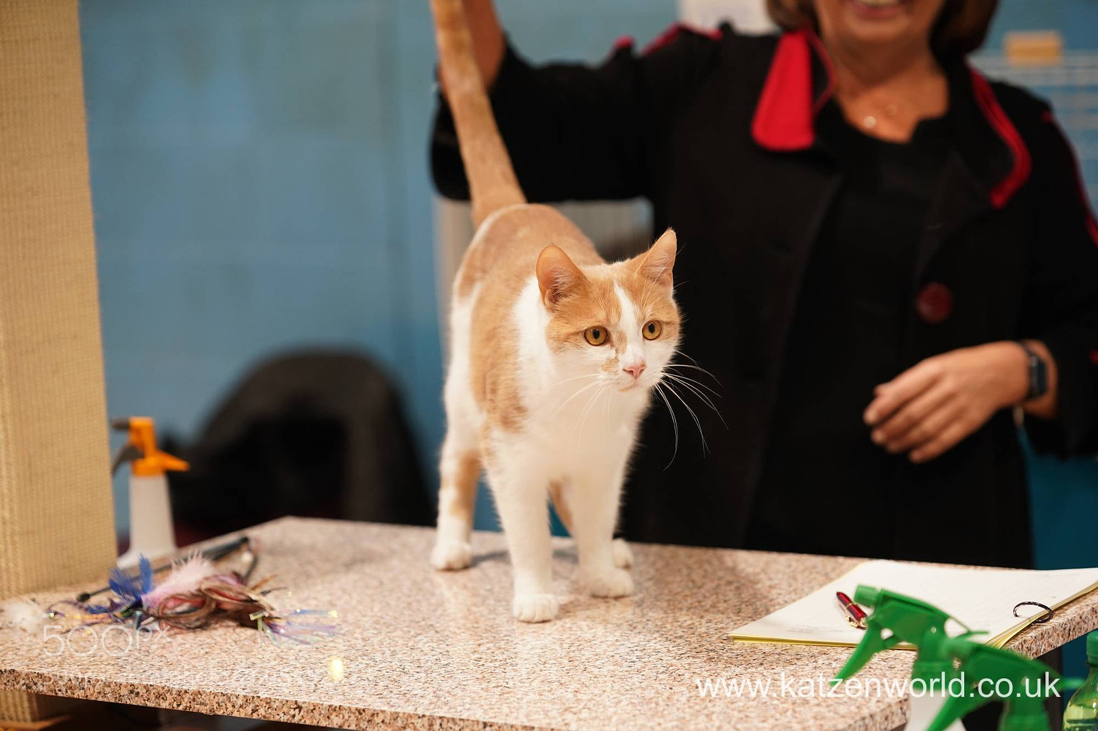 Sony a9 sample photo. A fabulously fun feline photography