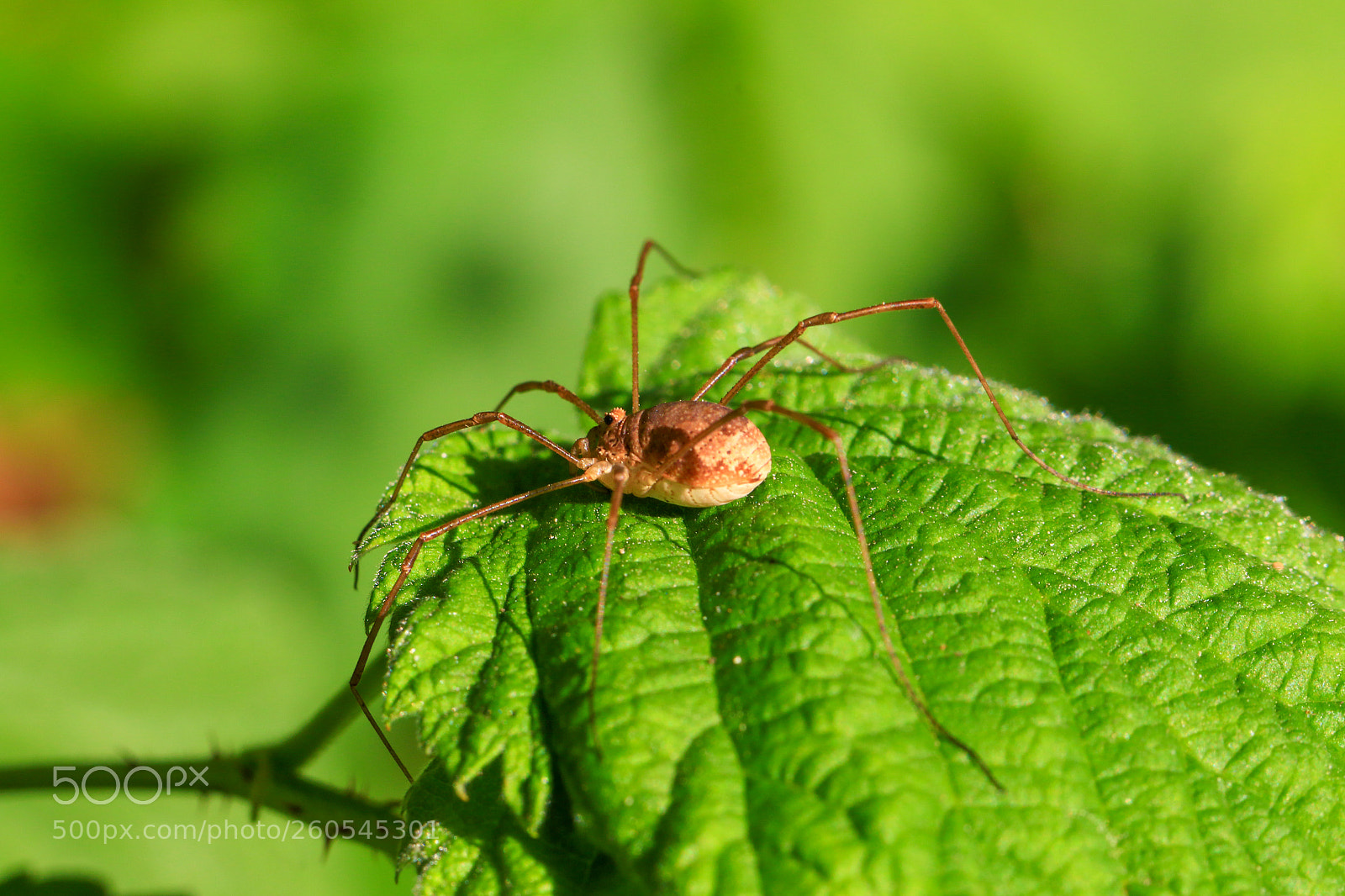 Canon EOS 7D Mark II sample photo. A photography