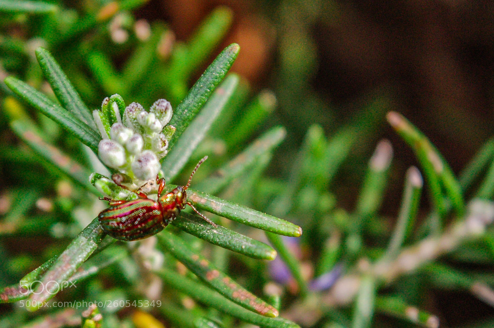 Nikon D50 sample photo. Little jewel  photography