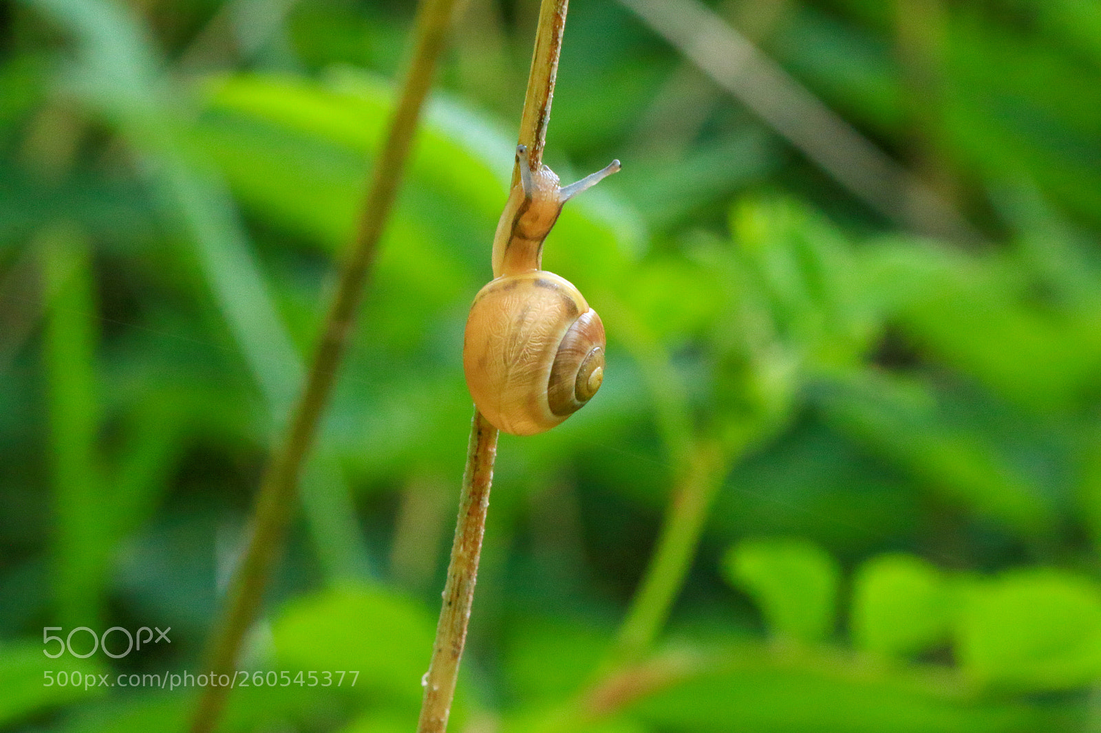 Canon EOS 7D Mark II sample photo. A photography