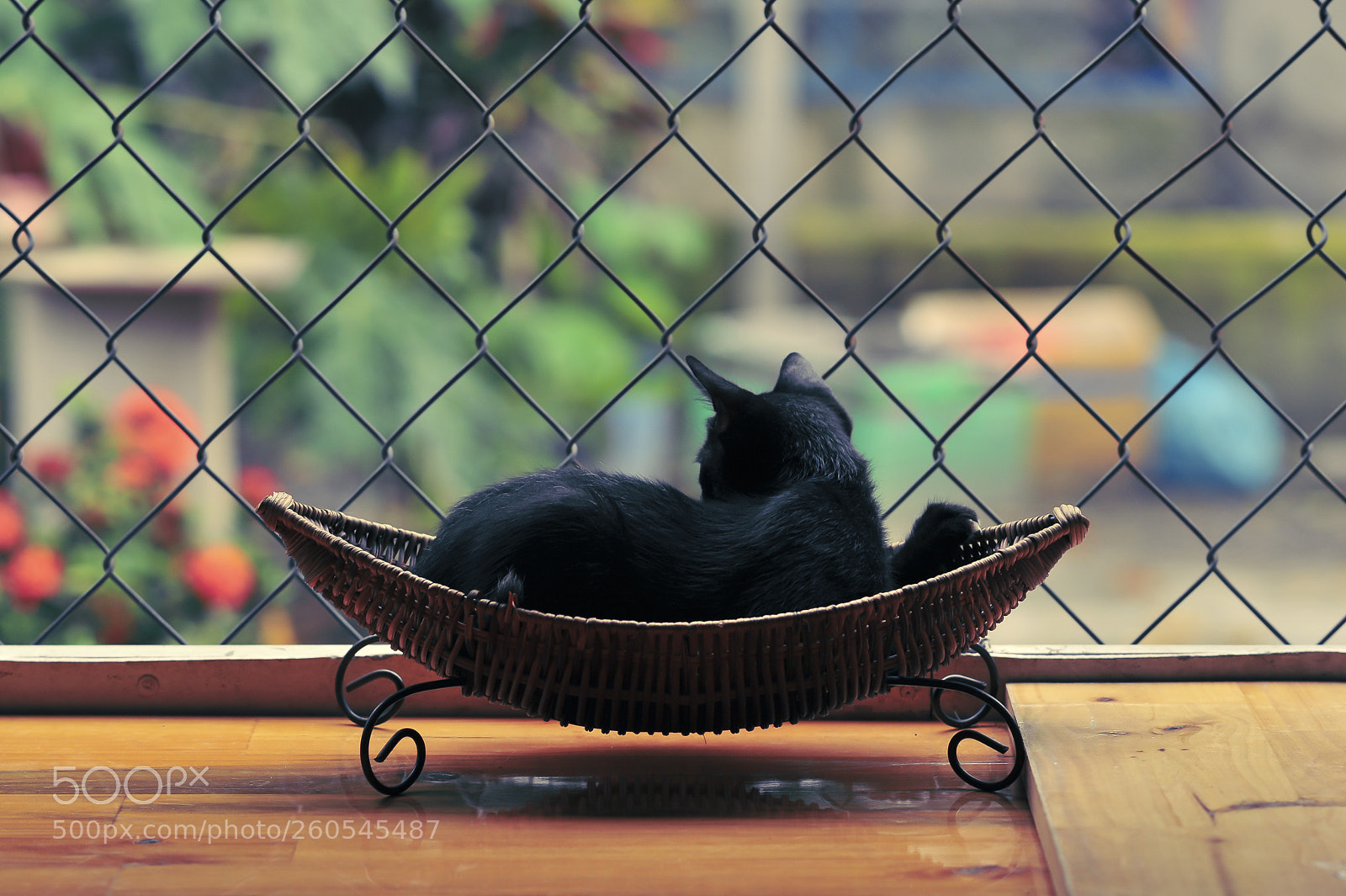 Nikon D700 sample photo. My little black cat photography