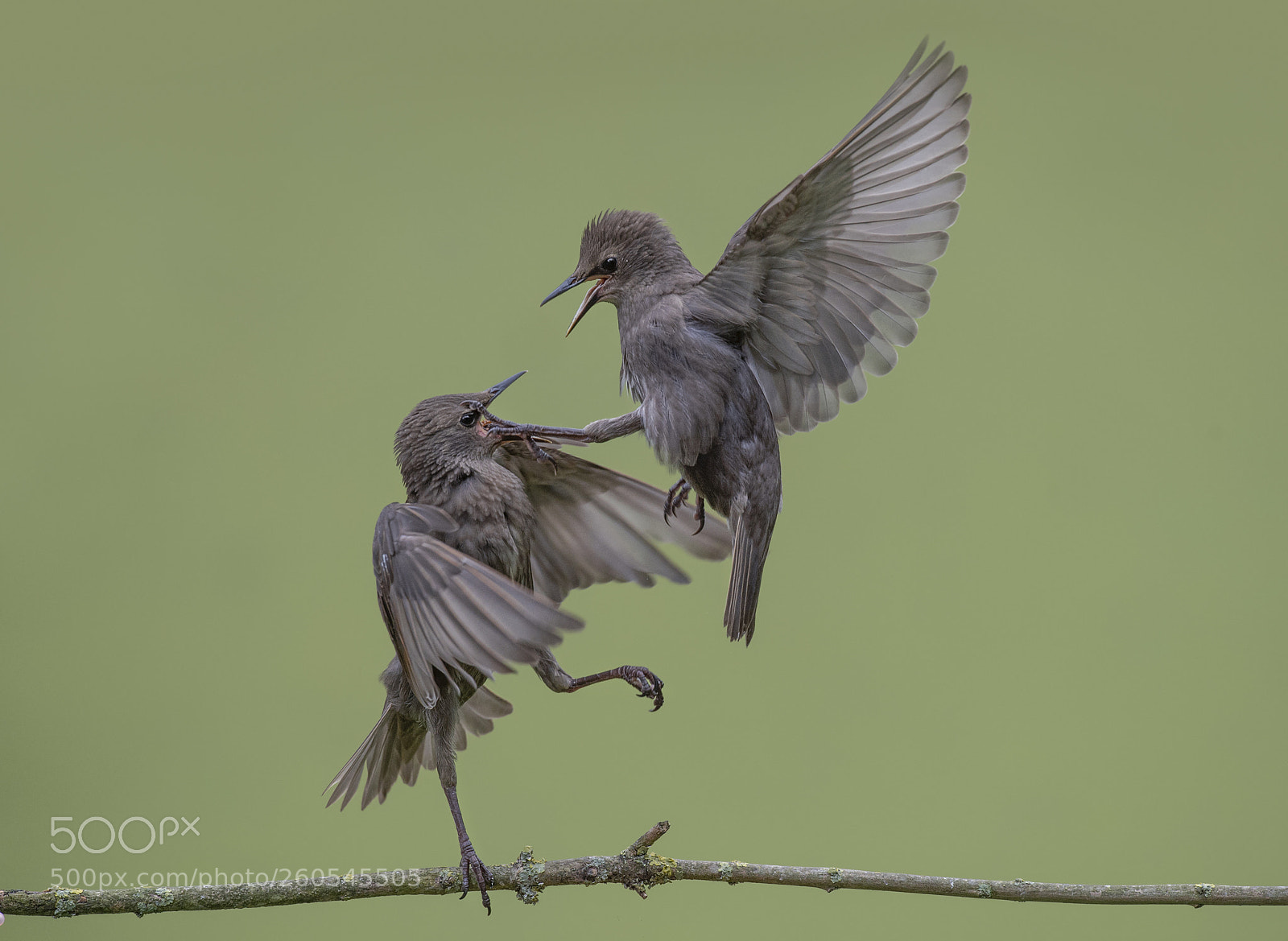 Nikon D4S sample photo. Starling fight photography