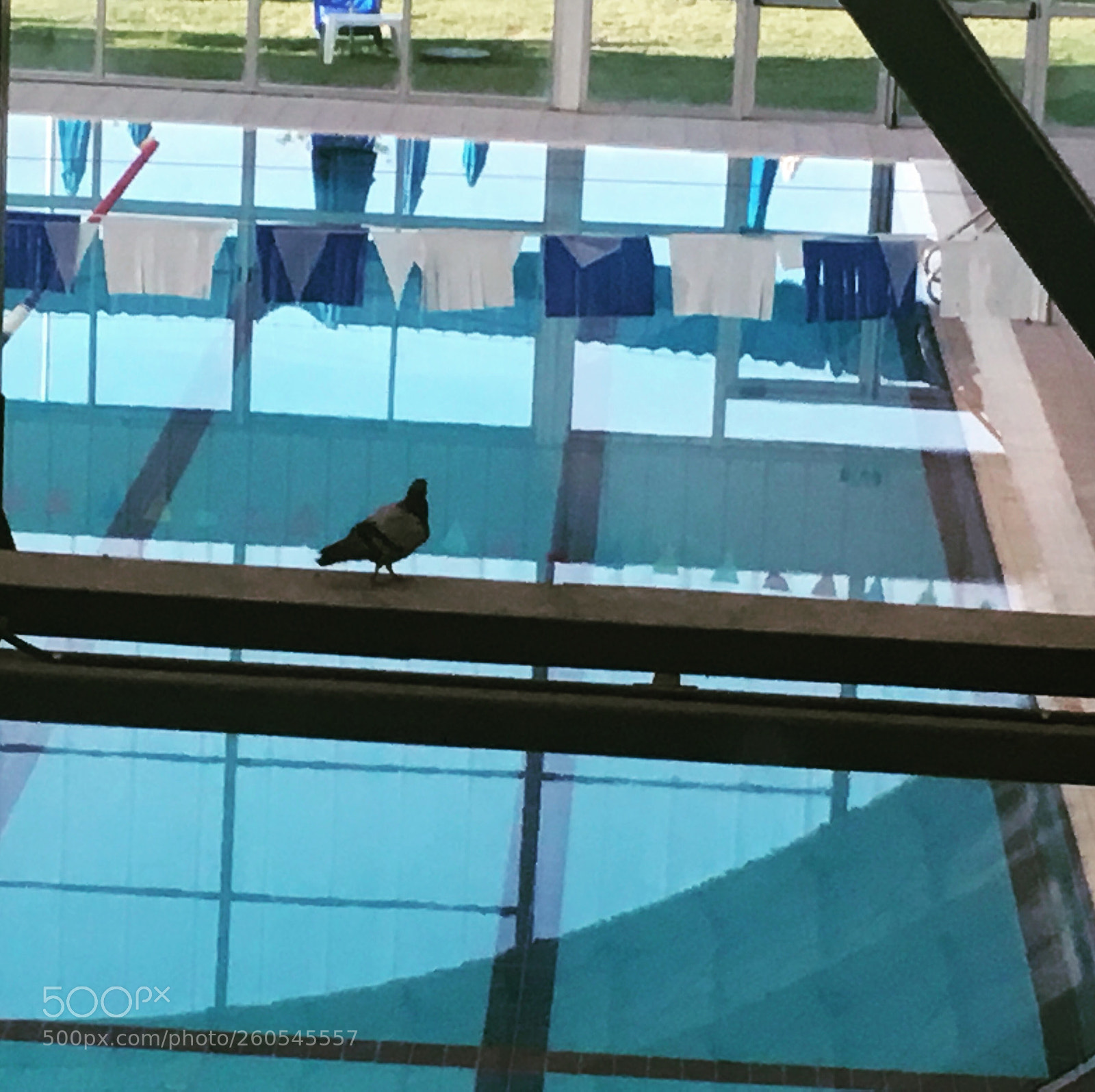 Apple iPhone 6s sample photo. Dove check the pool  photography