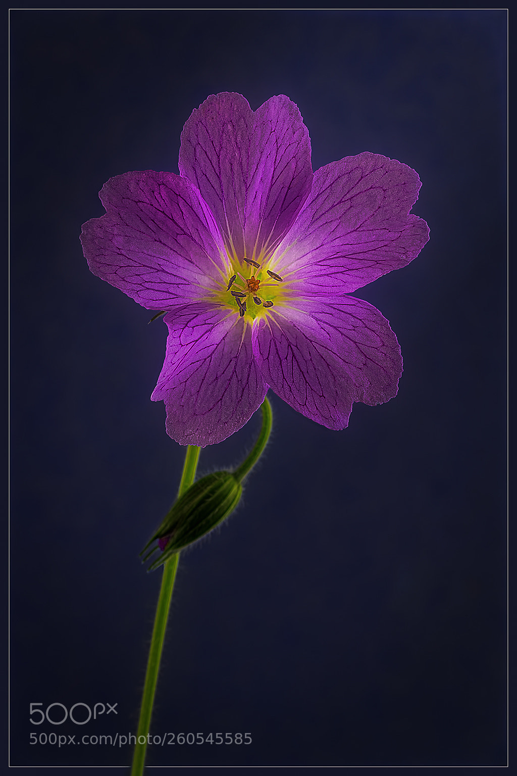 Sony a7R II sample photo. Geranium portrait photography