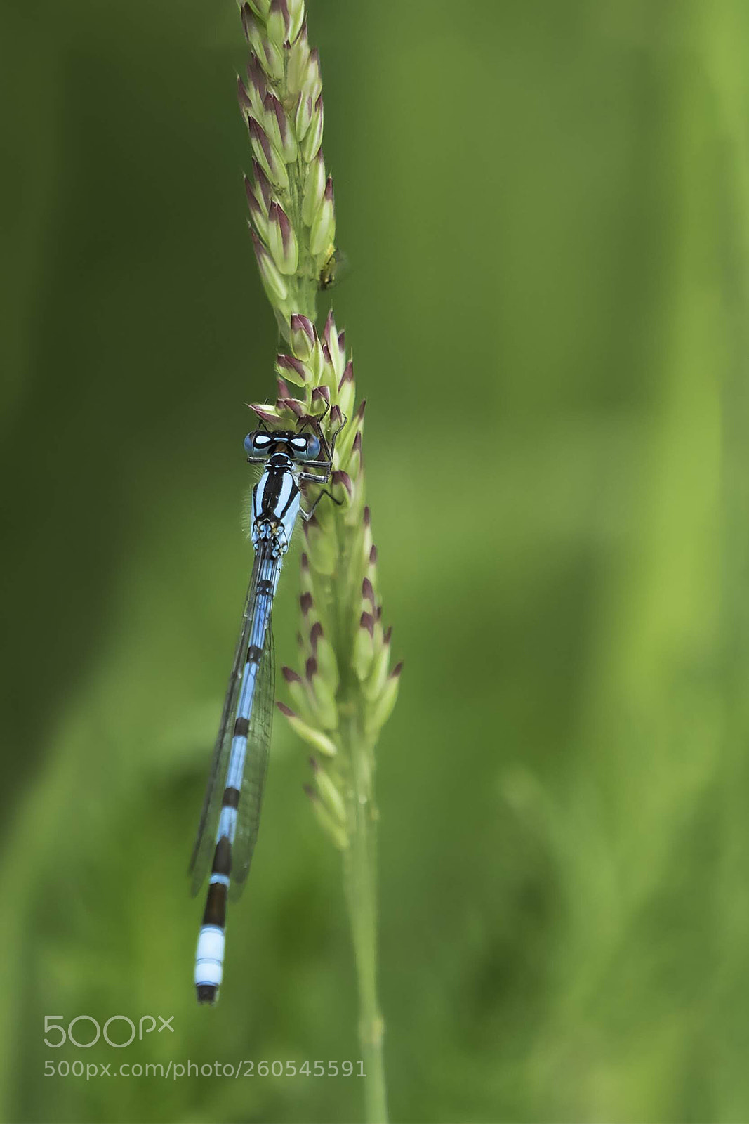 Olympus OM-D E-M5 II sample photo. Female bluetail damselfly photography