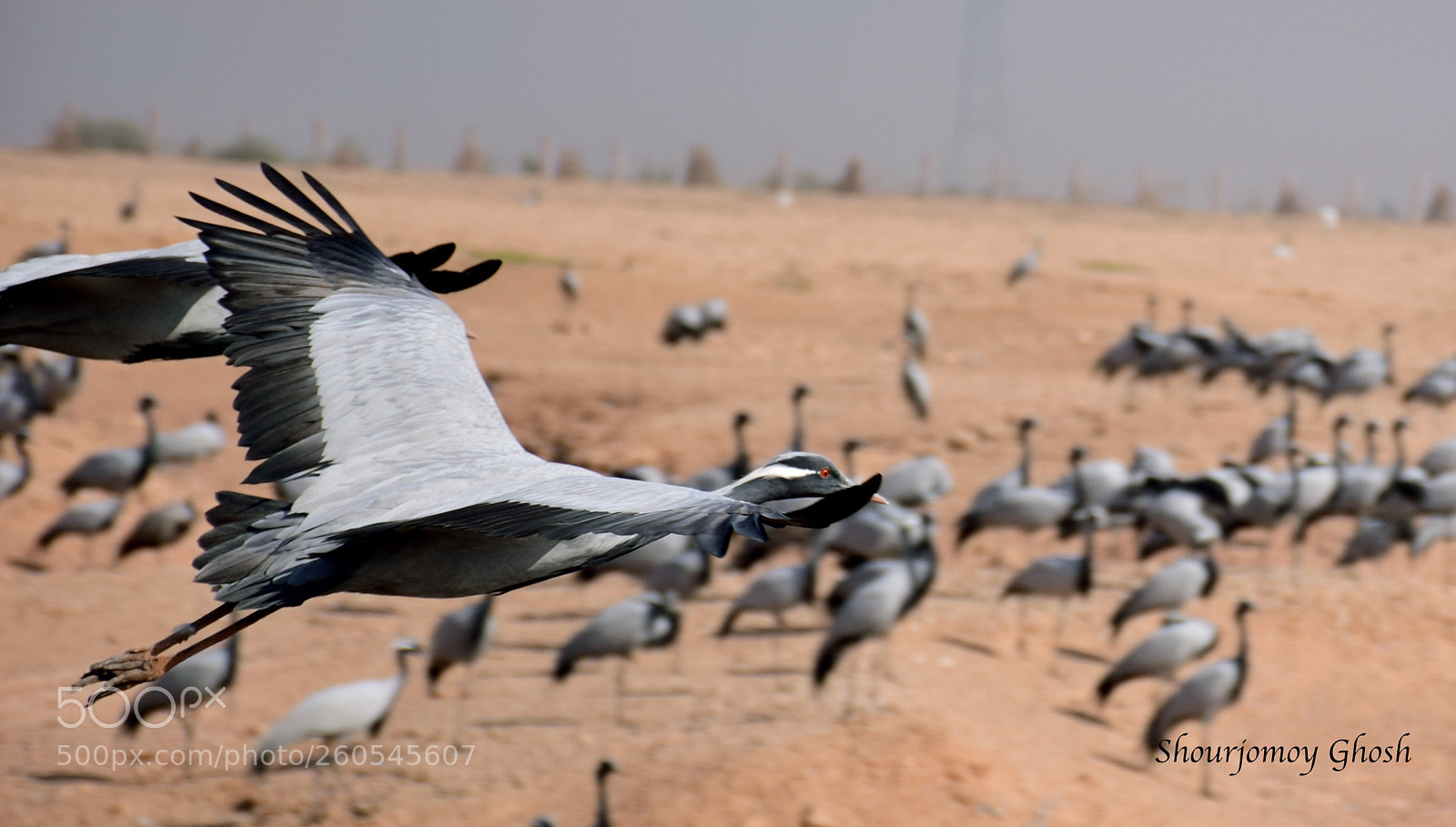 Nikon D5300 sample photo. Fly away photography