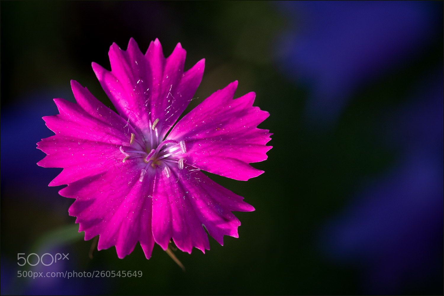 Canon EOS 7D Mark II sample photo. Little beauty photography