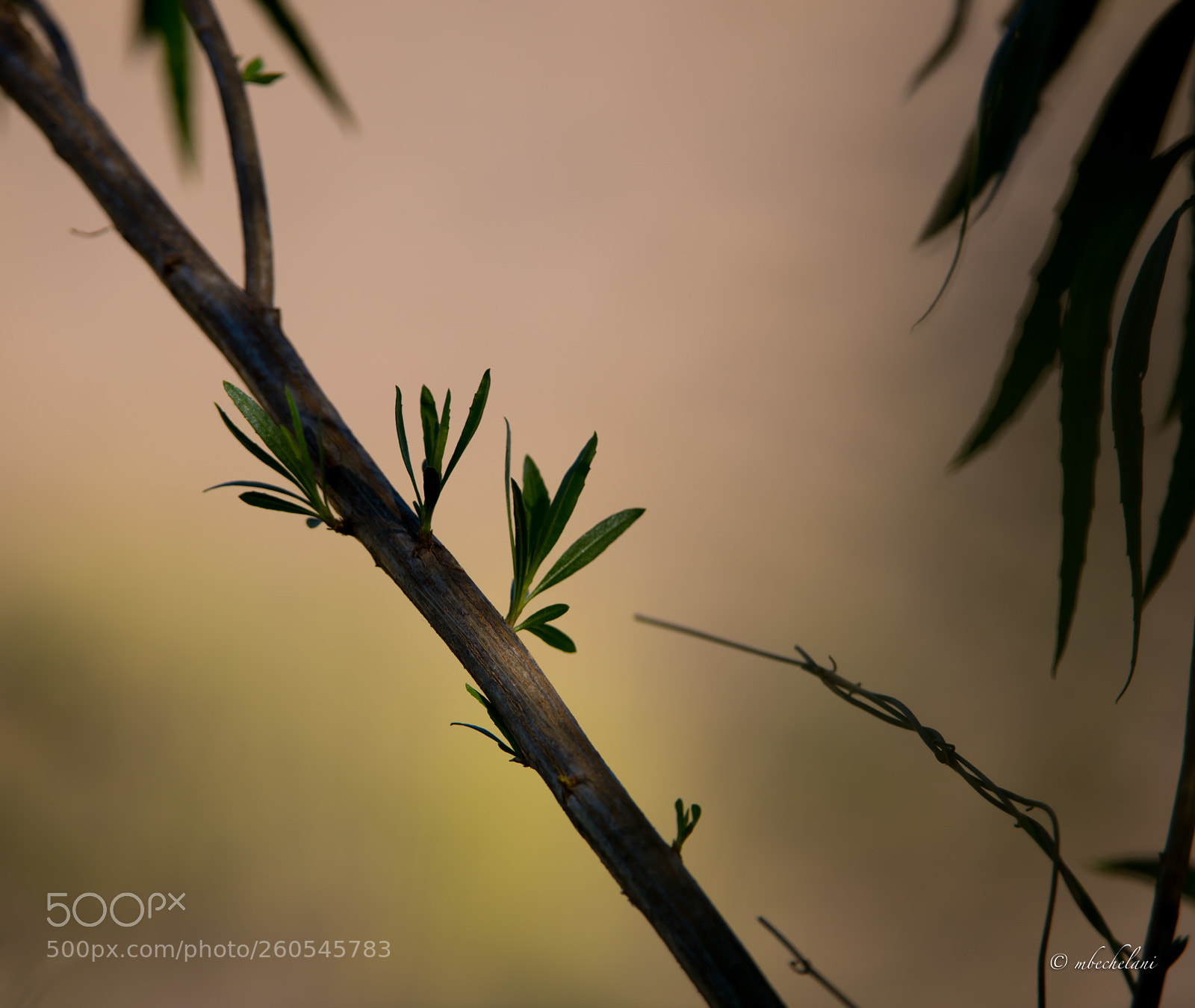 Nikon D810 sample photo. Mbs photography