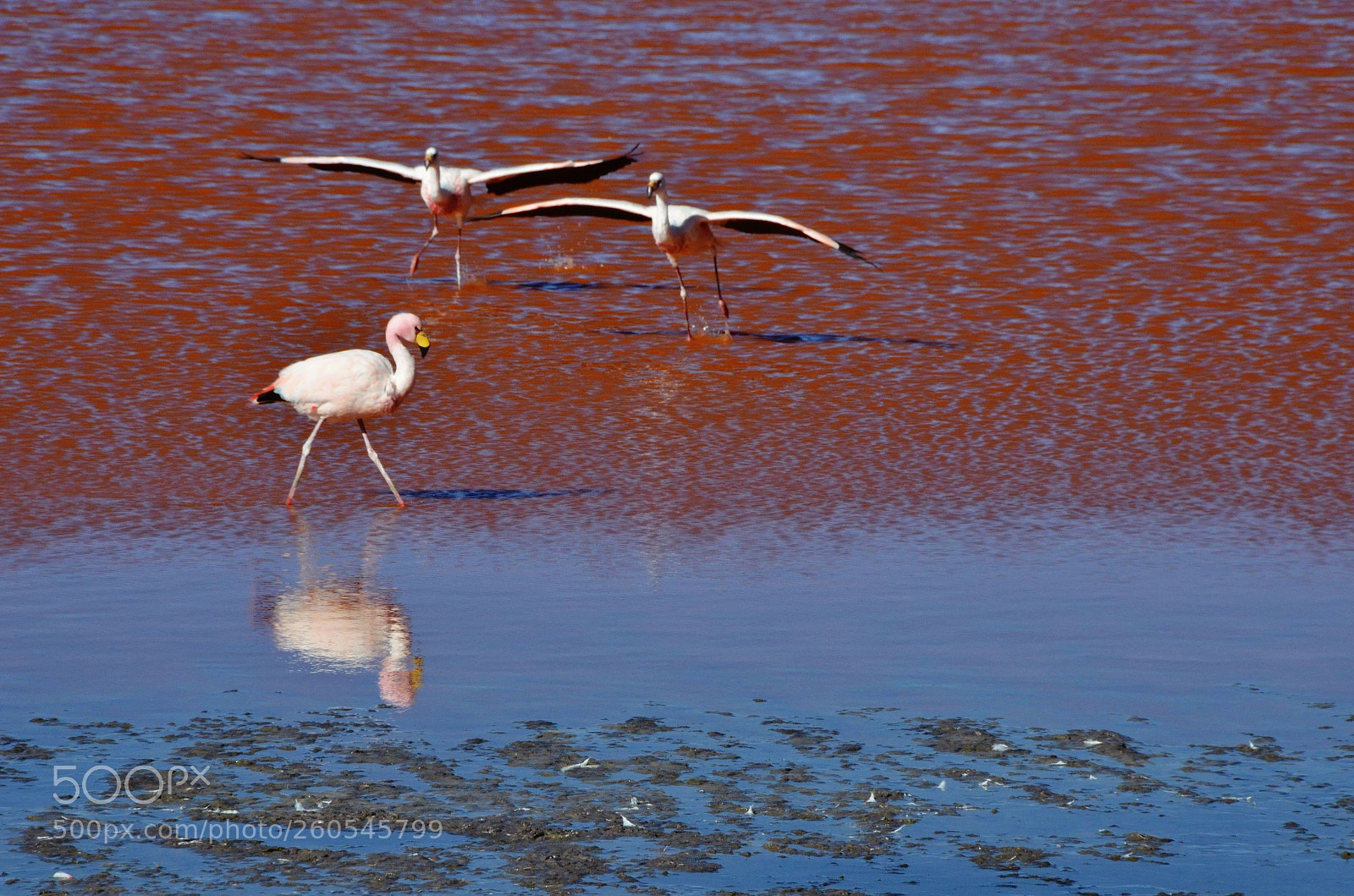 Nikon D7000 sample photo. Flamingos photography
