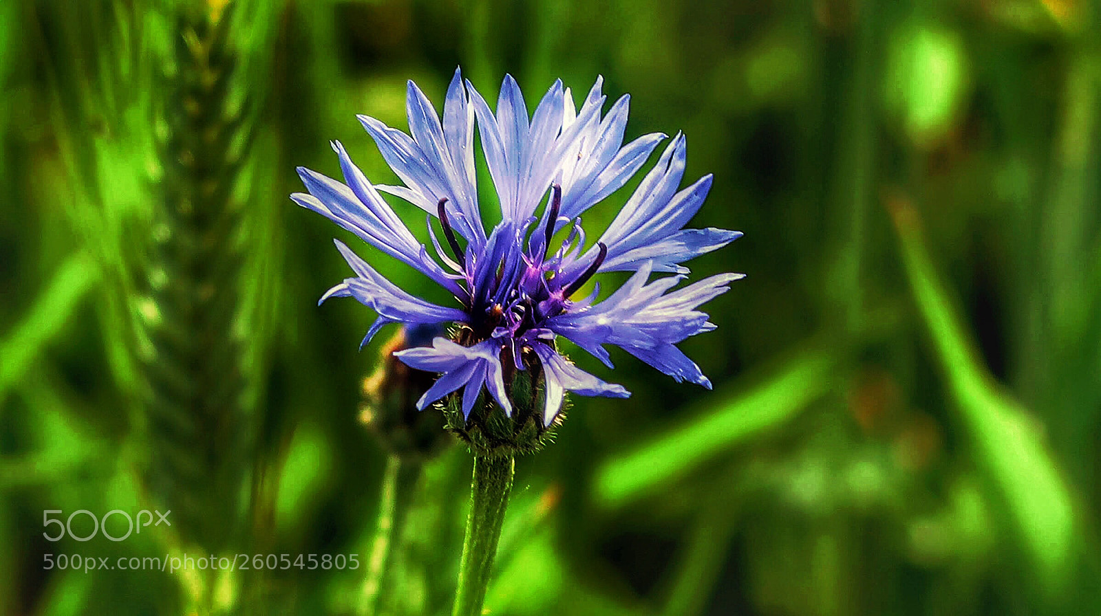 Canon PowerShot G7 X Mark II sample photo. Die blaue blume ...  photography