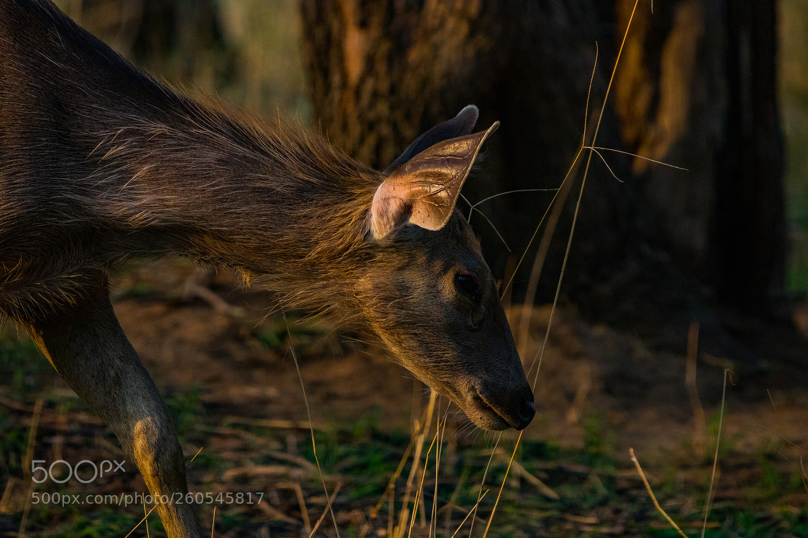 Canon EOS 80D sample photo. Sambar deer photography