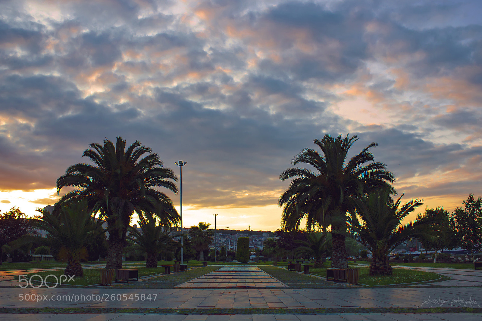 Canon EOS 750D (EOS Rebel T6i / EOS Kiss X8i) sample photo. Sky,clouds and tree photography