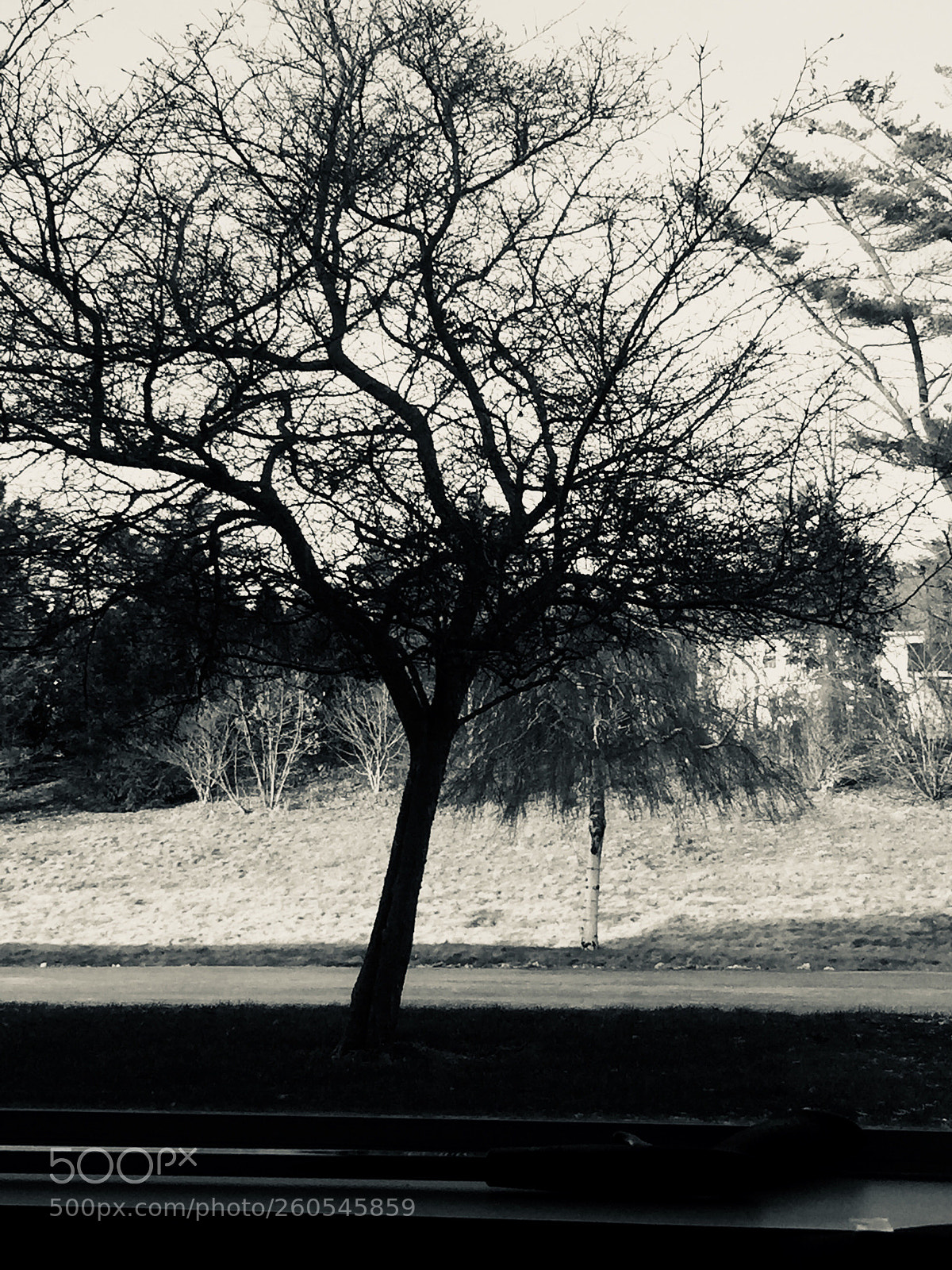 Apple iPhone 6 Plus sample photo. White summer  photography