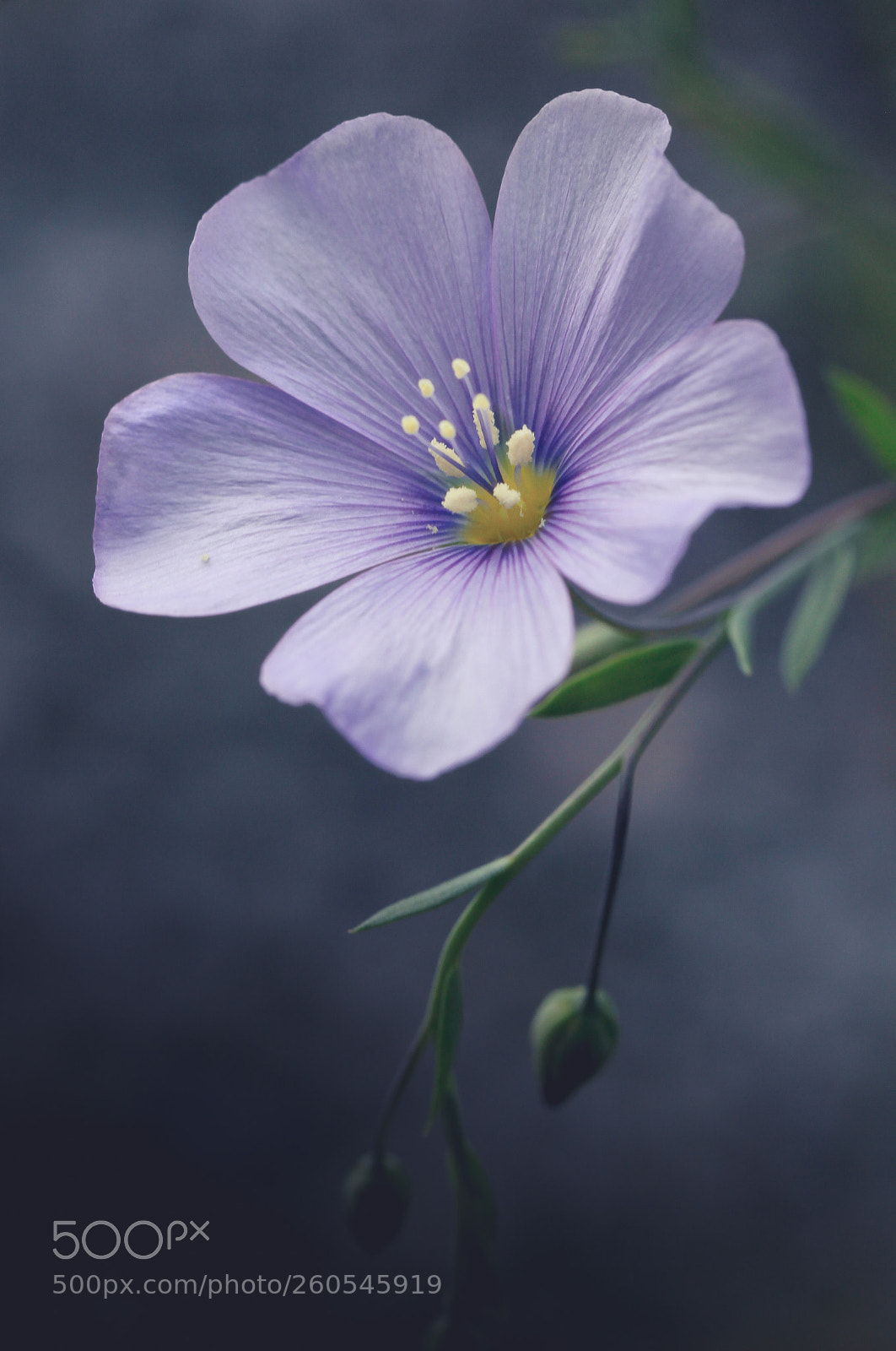 Canon EOS 600D (Rebel EOS T3i / EOS Kiss X5) sample photo. Delicately blue photography