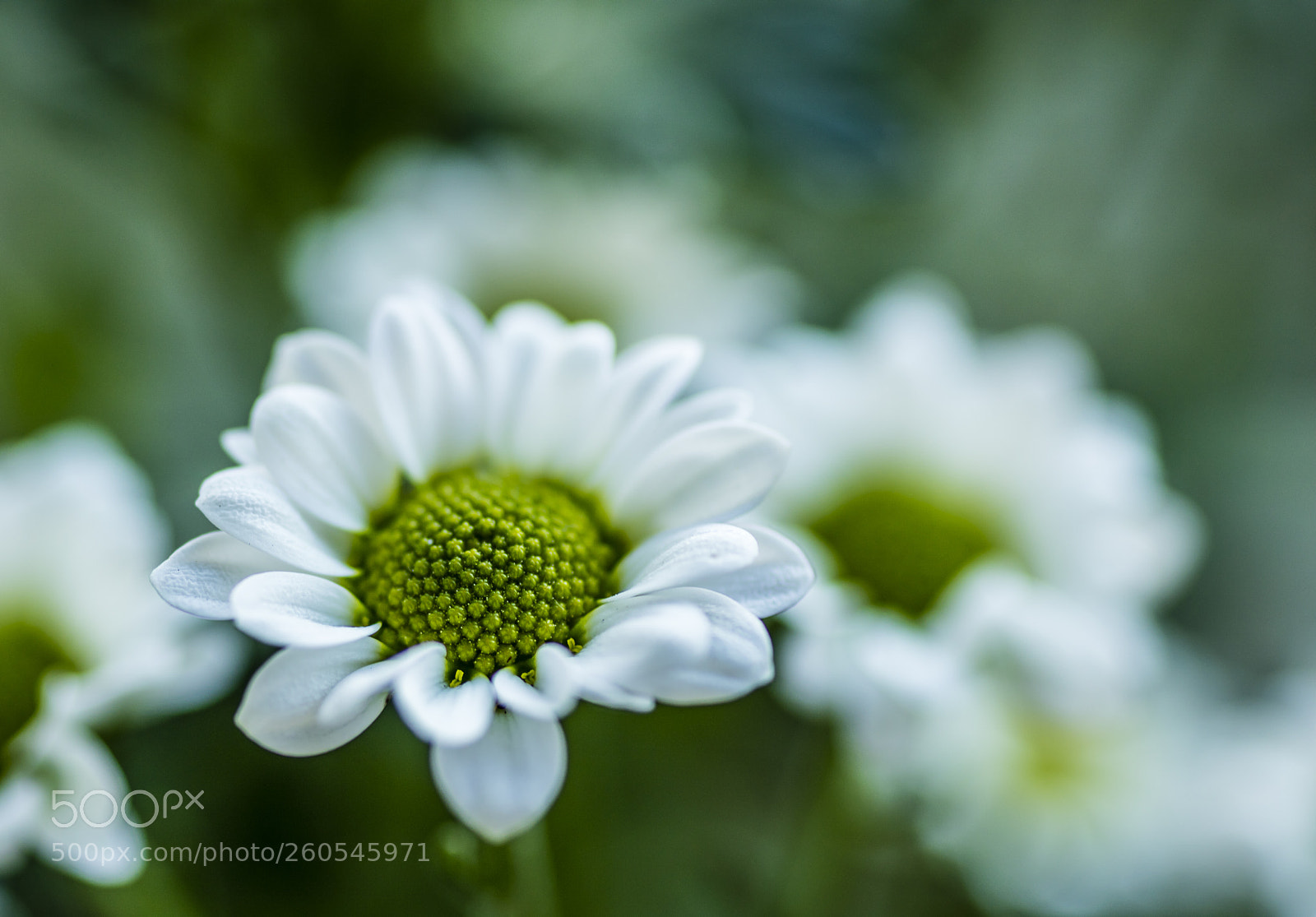 Canon EOS 5DS sample photo. Young matricaria chamomilla photography