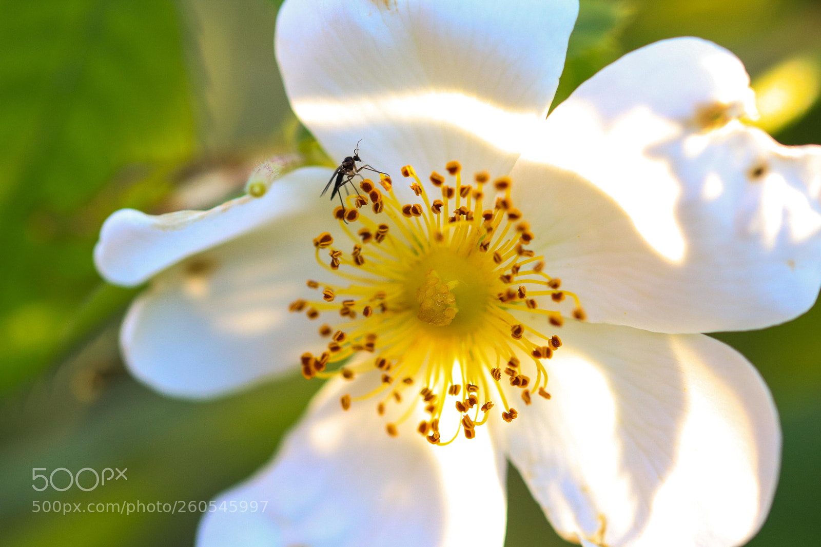 Canon EOS 750D (EOS Rebel T6i / EOS Kiss X8i) sample photo. Anemone nemorosa in the photography