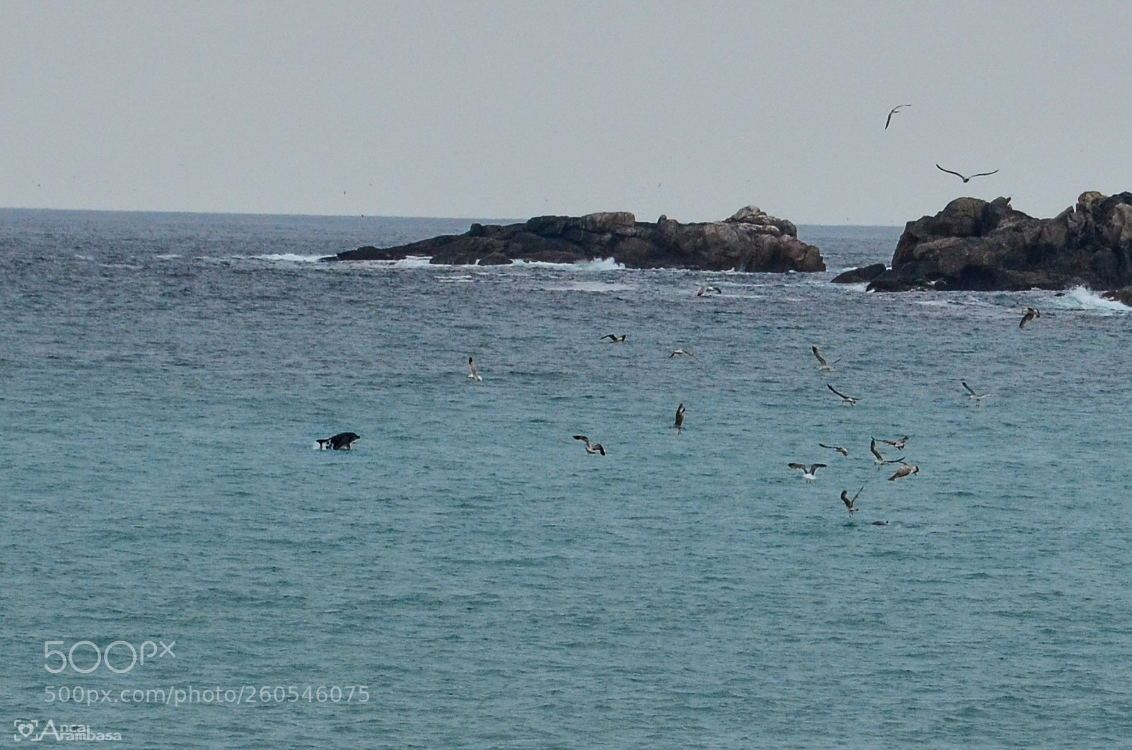 Nikon D5100 sample photo. Dolphins of the atlantic photography