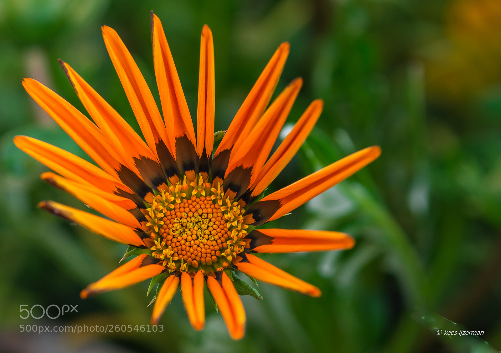 Sony SLT-A77 sample photo. Gazania. photography