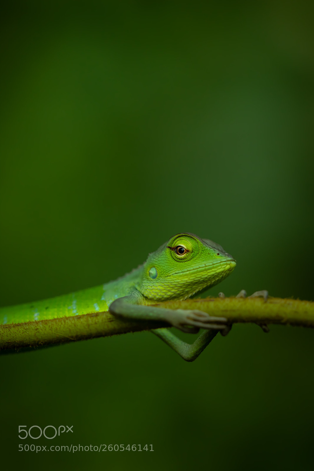 Canon EOS 7D Mark II sample photo. Camouflage photography