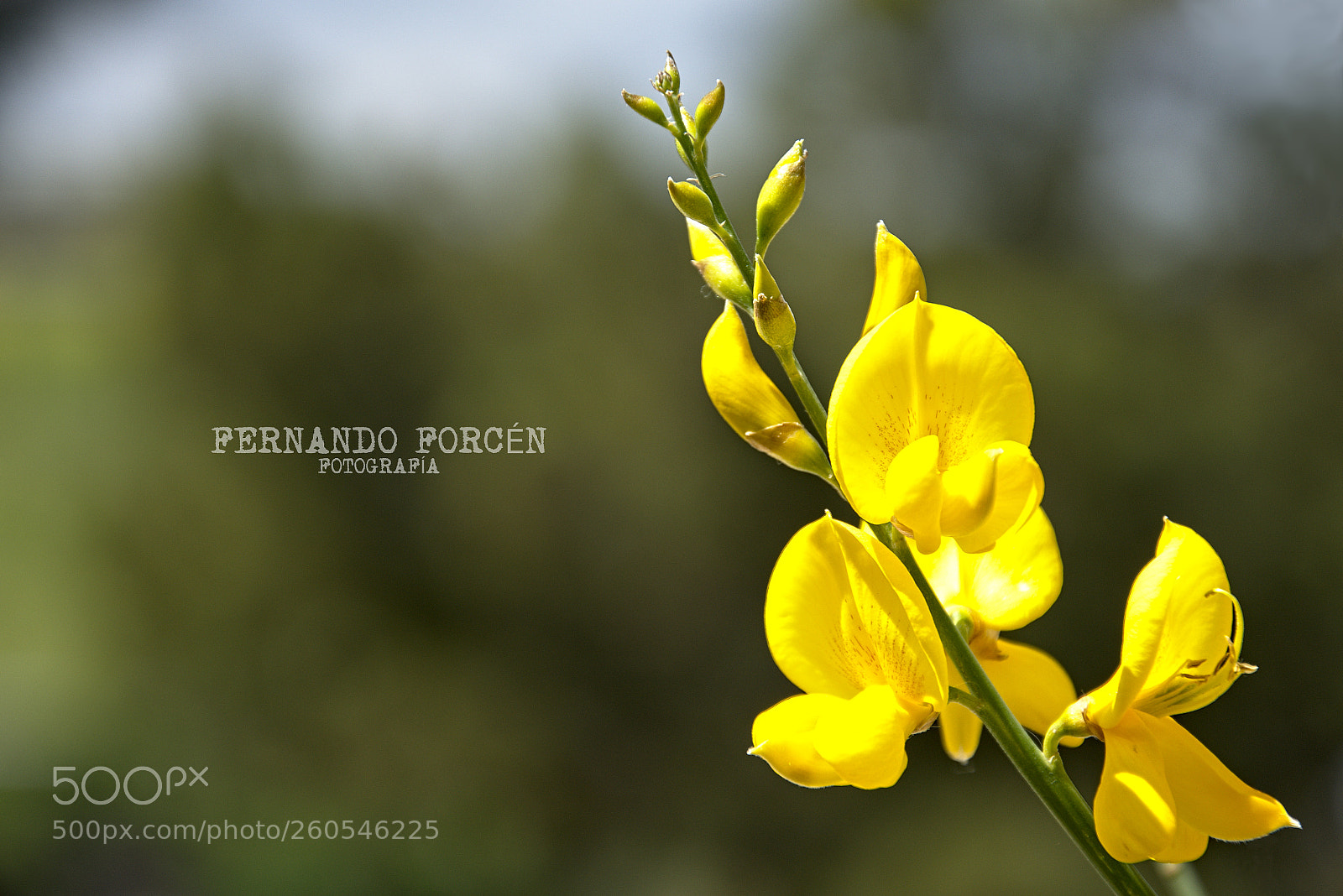 Nikon D7200 sample photo. El comienzo de la photography