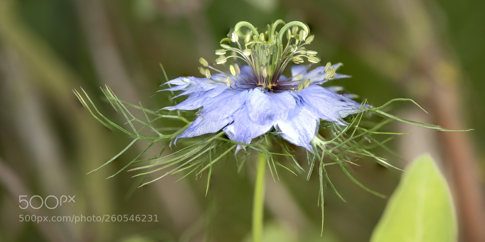 Nikon D810 sample photo. Nigelle de damas. photography