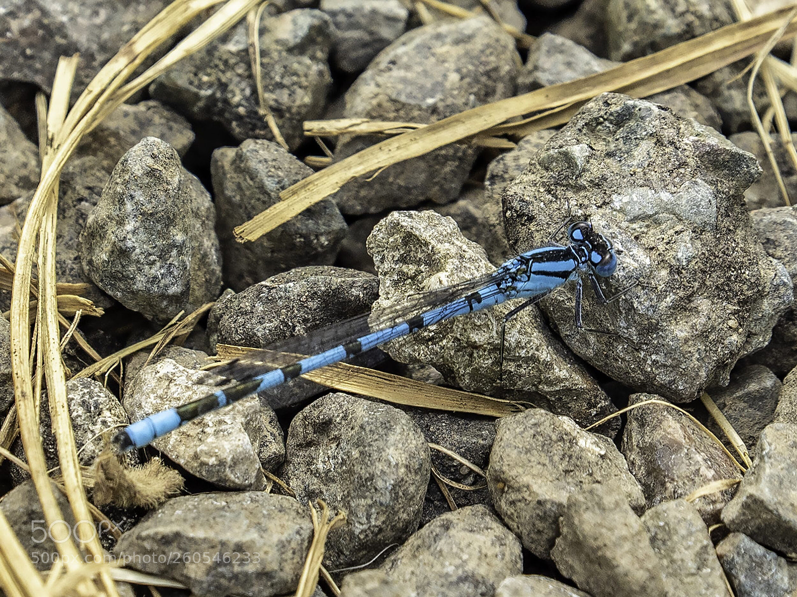 Olympus OM-D E-M5 II sample photo. Female bluetail damselfly 2 photography